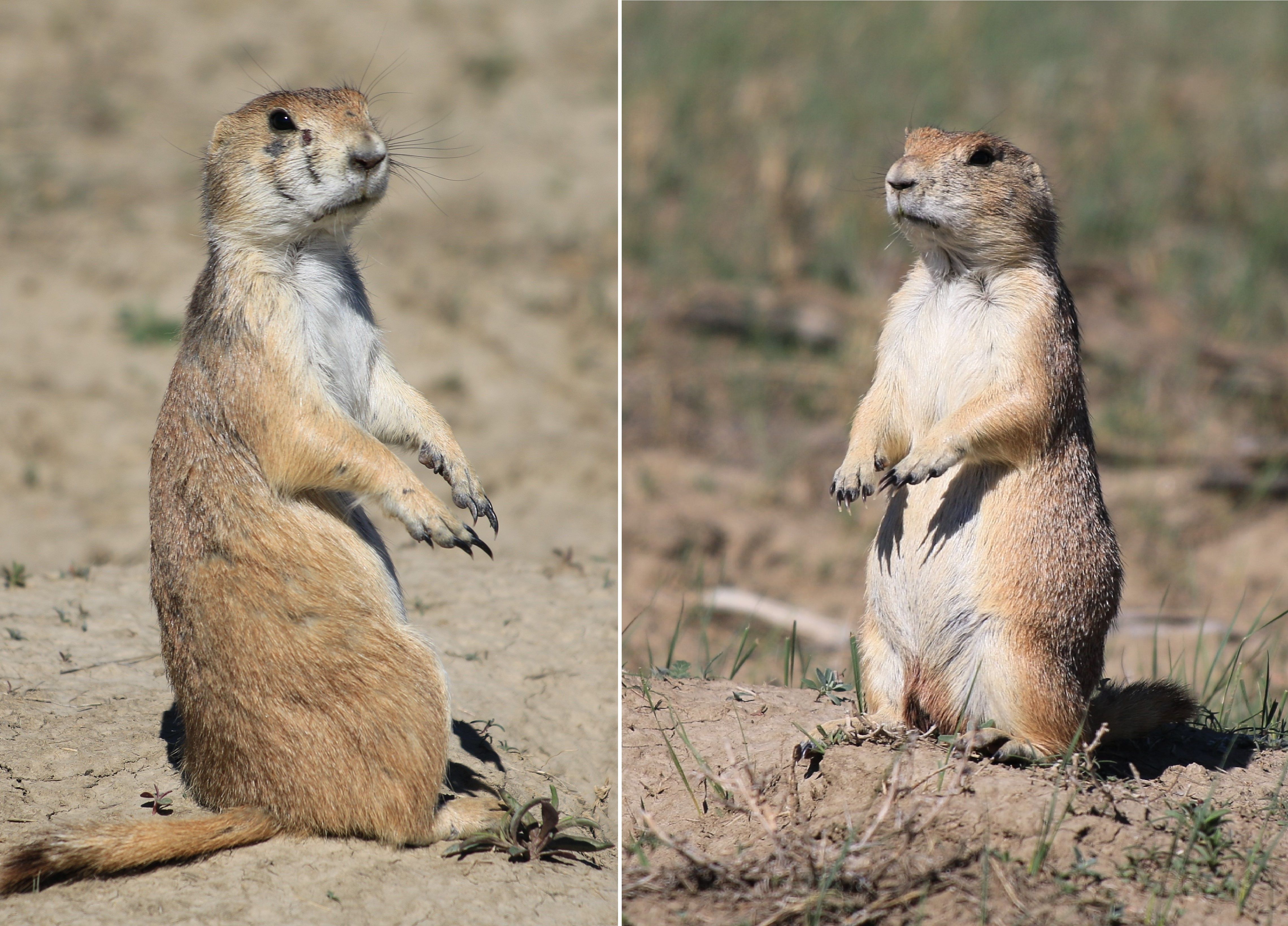 Theodore Roosevelt NP